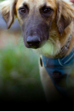 Imagen de The Dog House (T3): Ep.6 - 1