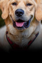 The Dog House (T3): Ep.8