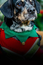 The Dog House (T3): Ep.9