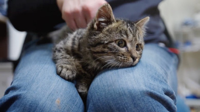 Imagen de Veterinarios de... (T2): ¡Feliz cumpleaños! - 1