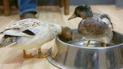 Imagen de Veterinarios de... (T2): El pato deprimido - 1