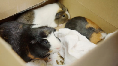 Imagen de Veterinarios de... (T2): Cuando los conejitos de indias vuelen - 1