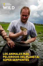 Imagen de Los animales más peligrosos del planeta: súper serpientes - 1