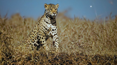 Imagen de Planeta nocturno: a...: La selva del jaguar - 2