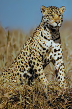 Imagen de Planeta nocturno: a...: La selva del jaguar - 1