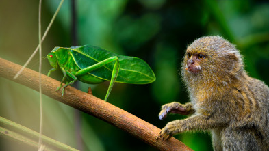 Imagen de Micromundos: La selva - 2