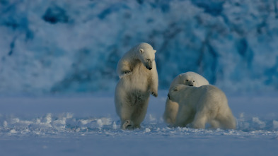 Imagen de Planeta nocturno: a...: El invierno del oso polar - 2