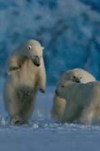 Imagen de Planeta nocturno: a...: El invierno del oso polar - 1