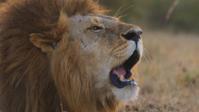 Imagen de Sonidos terrestres: Llanuras africanas - 2