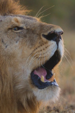Imagen de Sonidos terrestres: Llanuras africanas - 1