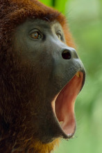 Imagen de Sonidos terrestres: Bosques tropicales - 1
