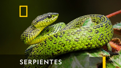 Imagen de Serpientes  - 2