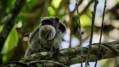 The Americas: El Amazonas