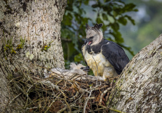 The Americas: El Amazonas