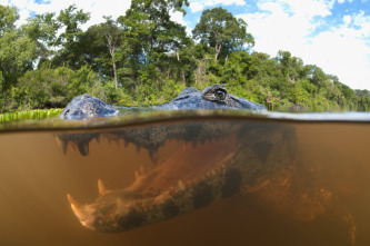 The Americas: El Amazonas