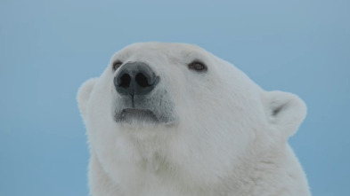 Imagen de Predador vs. presa: Oso polar - 1