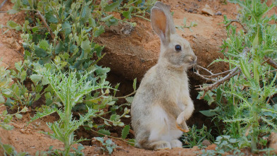 A fondo: La paradoja del conejo