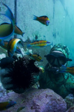Apnea con David... (T1): Portugal, Azores y Cabo Verde