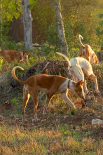 Islas con tradición (T1): Pasión por el perro Ibicenco