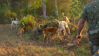 Islas con tradición (T1): Pasión por el perro Ibicenco