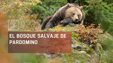 El bosque salvaje de Pardomino 