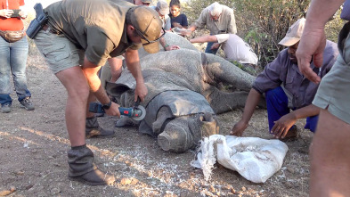 Imagen de De viaje: Operación rhino - 3