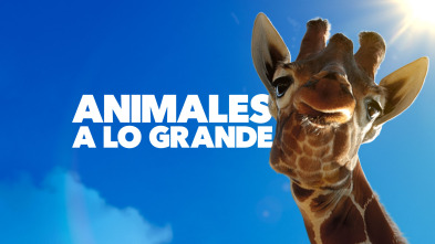 Animales a lo grande 
