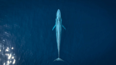 Animales a lo grande: La ballena gris