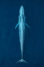 Animales a lo grande: La ballena gris