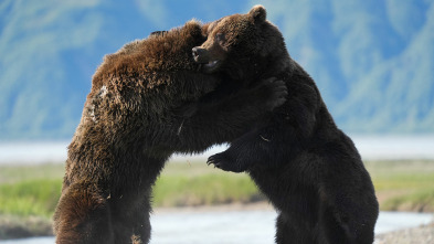 Animales a lo grande: El oso pardo