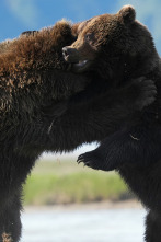 Animales a lo grande: El oso pardo