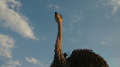 Animales a lo grande: El avestruz