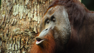 Animales a lo grande: El orangután