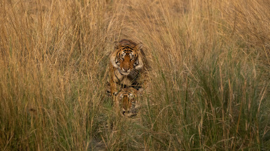 Animales a lo grande: El tigre