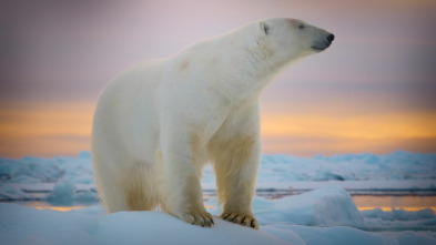 Animales a lo grande: El oso polar