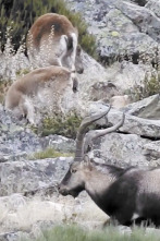 Wild hunting (T2): Gredos ejemplo de gestión