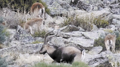 Wild hunting (T2): Gredos ejemplo de gestión