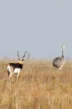 Imagen de Wild hunting (T4): Argentina antílope negro y búfalo de agua - 1