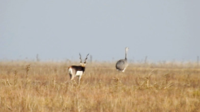 Imagen de Wild hunting (T4): Argentina antílope negro y búfalo de agua - 2