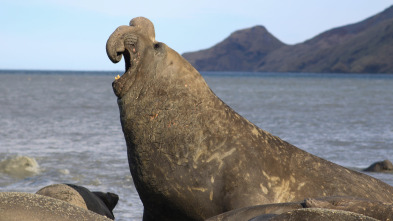 Animales a lo grande: El elefante marino