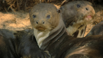 Animales a lo grande: La nutria gigante