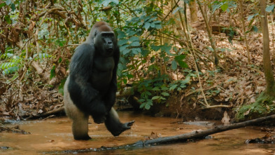 Animales a lo grande: El gorila