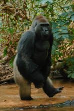 Animales a lo grande: El gorila