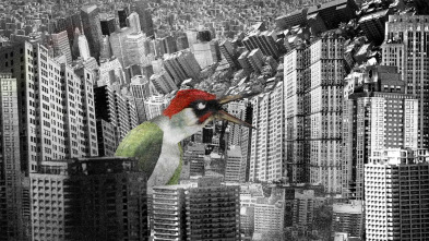 Picus