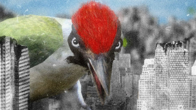 Picus