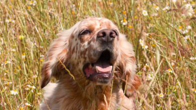 Imagen de Perros de caza (T1): Setter inglés - 2