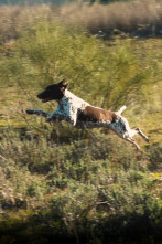 Imagen de Perros de caza (T1): Braco alemán - 1