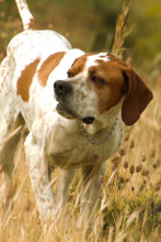 Perros de caza (T1): Pointer