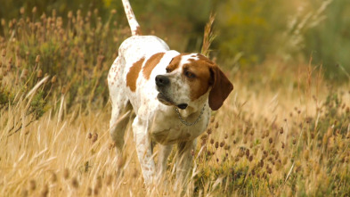 Perros de caza (T1): Pointer