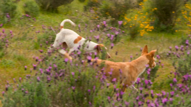 Perros de caza (T1): Podenco